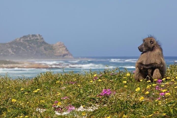 Cape Peninsula Day Tour: Bo-Kaap, Boulders Beach Penguins & Cape Point photo 5