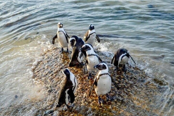 Cape Peninsula Private Tour: Table Mountain, Cape Point & Boulders Beach Penguins photo 6