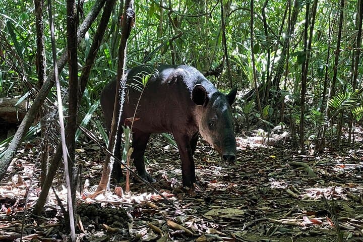 Sirena Station Corcovado One-Day Wildlife Hike from Quepos photo 3