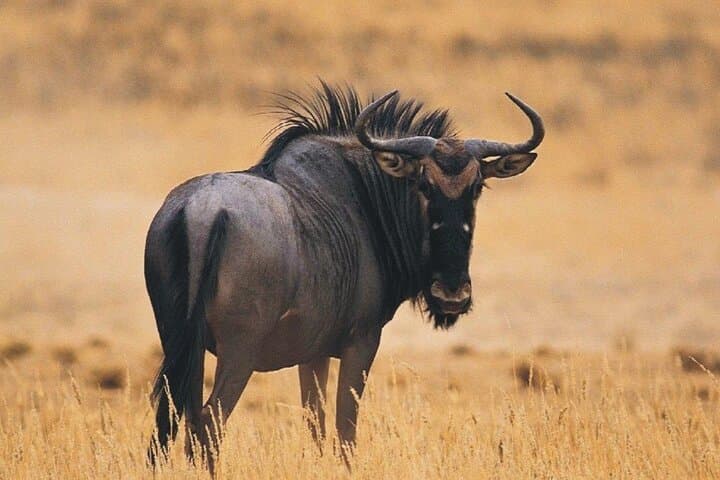 iSimangaliso Wetlands Full-Day Boat Cruise & Game Drive from Durban