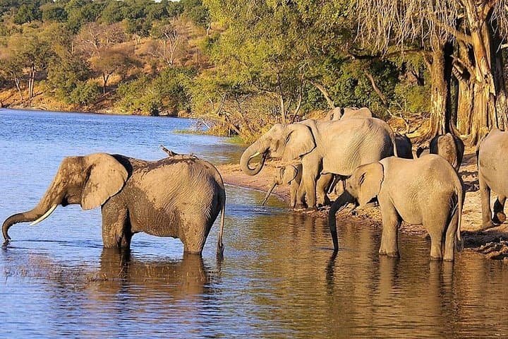 4-Day Garden Route & Addo-Area Safari: Knysna, Plettenberg Bay & Benguela Cove