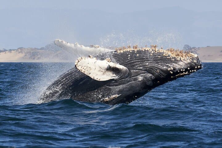 Private 5-Day Garden Route Transfer from Cape Town — Knysna, Tsitsikamma & Plettenberg Bay photo 3