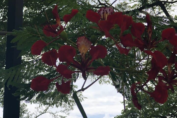 Waikiki to Oahu North Shore: Private Tour Guide — Best Stops, Timing & Tips photo 3