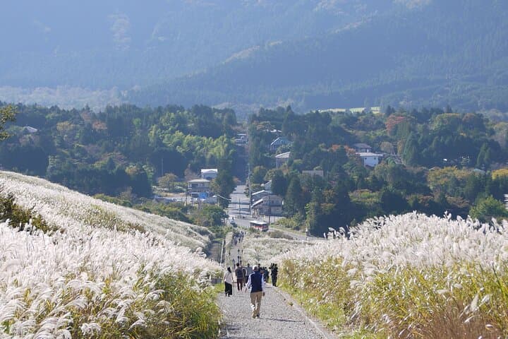 Easygoing Nature Walk in Hakone: Botanical Wetlands to Sengokuhara Pampas