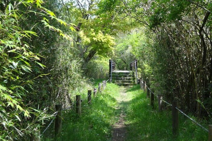 Easygoing Nature Walk in Hakone: Botanical Wetlands to Sengokuhara Pampas photo 2