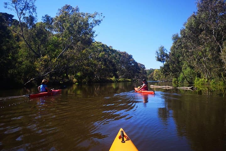 Kayaking Geelong Waterways: Highton River Paddles & Hire in Victoria photo 4
