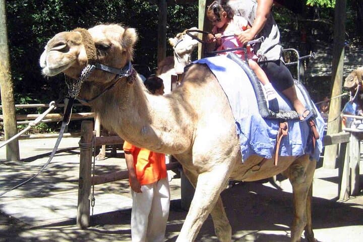 Camel Trek to Kayaköy Ghost Town: Half-Day Ride from Fethiye photo 5