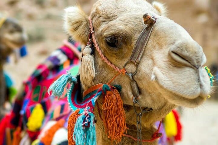 Camel Trek to Kayaköy Ghost Town: Half-Day Ride from Fethiye photo 6