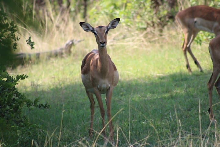 Mosi-oa-Tunya Game Drive and Rhino Walk in Livingstone photo 6