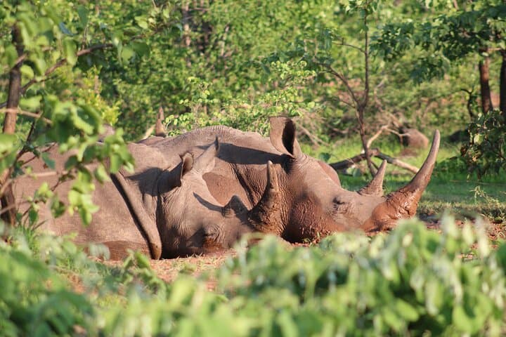Mosi-oa-Tunya Game Drive and Rhino Walk in Livingstone