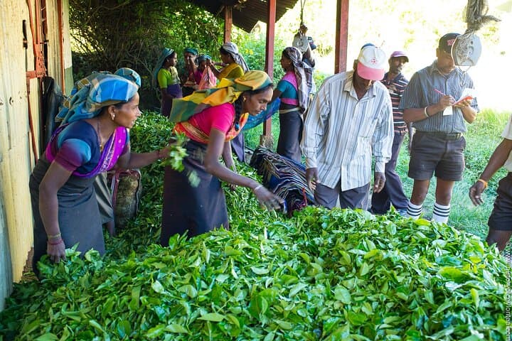 Colombo Shore Excursion to Ingiriya Tea Plantation — Ceylon Tea, Rubber Tapping & City Sights photo 2