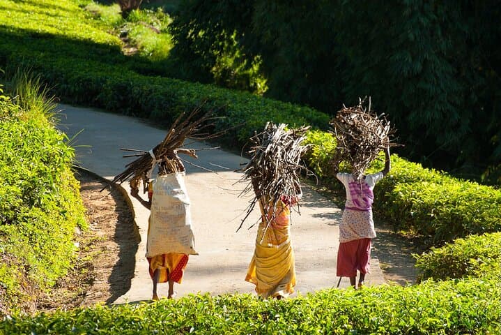 Colombo Shore Excursion to Ingiriya Tea Plantation — Ceylon Tea, Rubber Tapping & City Sights photo 6