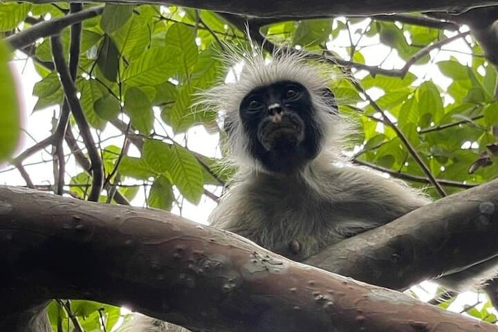 Prison Island & Jozani Forest: Zanzibar Day Tour to Tortoises and Red Colobus photo 2