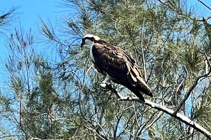 Space Coast Manatee & Coastal Wildlife Kayak Tour: Guided Paddle on the Indian River Lagoon photo 2