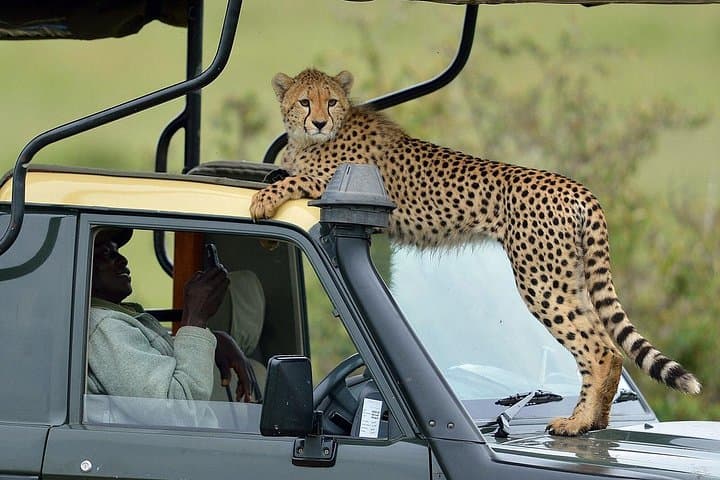4-Day Samburu & Lake Nakuru Safari — Big Five, Flamingos and Grevy's Zebra photo 3