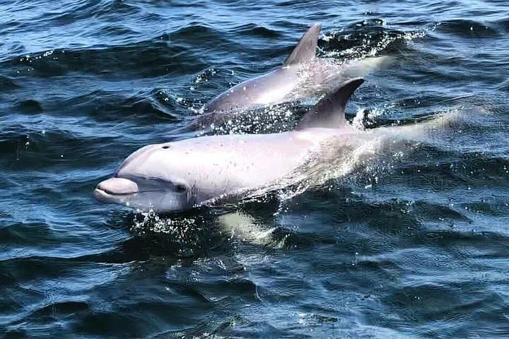 Private 2-Hour Dolphin Cruise: Pensacola Bay Wildlife & Lighthouse Tour photo 2