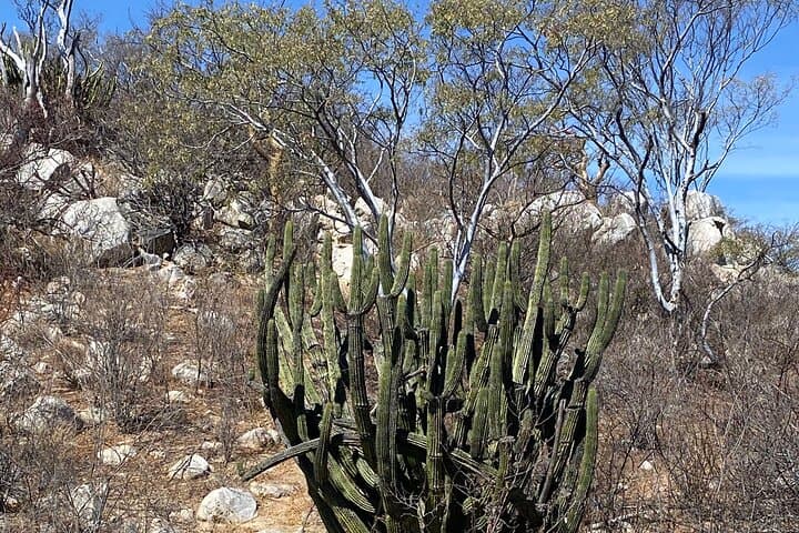 Private Hiking Tour to Lovers & Divorce Beach — Cabo San Lucas Views photo 2