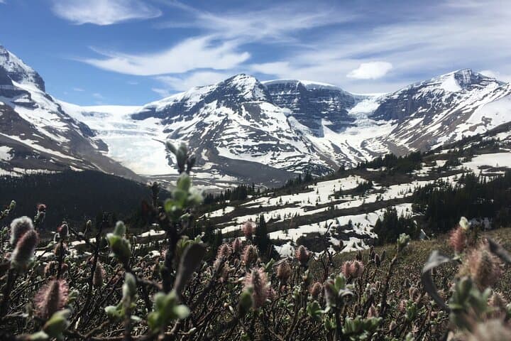 Wilcox Pass Hike: Columbia Icefield Views and Alpine Tundra in Jasper photo 6