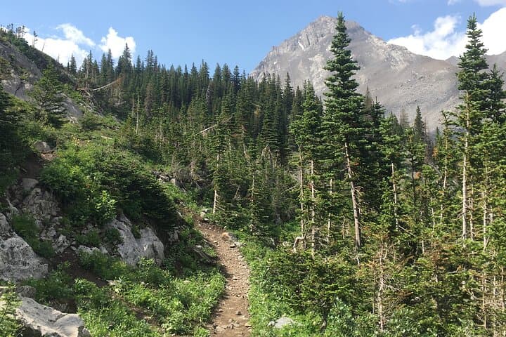 Paget Lookout Hike to Sherbrooke Lake — Whitebark Pines and Lake O'Hara Valley Views
