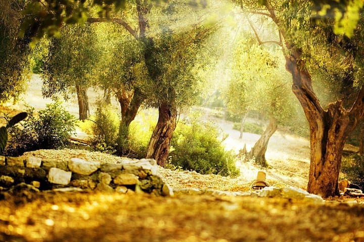 Corinth Canal to Nemea: Private Mercedes Olive & Wine Tour in the Fields photo 6