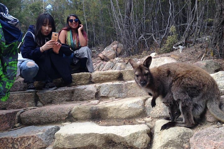 Launceston to Hobart via Wineglass Bay — Freycinet Active Day Tour Guide photo 4