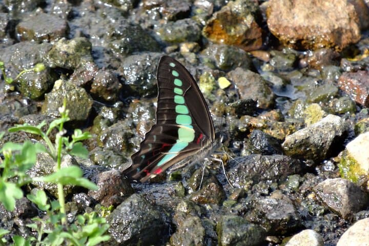 Easygoing Nature Walk in Hakone: Botanical Wetlands to Sengokuhara Pampas photo 6