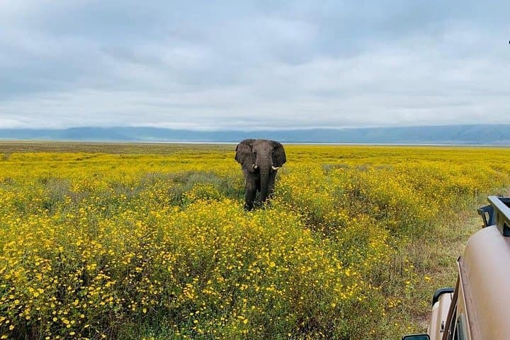 3-Day Serengeti and Ngorongoro Crater Camping Safari from Arusha photo 3