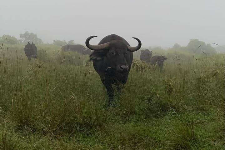 3-Day Camping Safari: Tarangire, Ngorongoro Crater & Lake Manyara photo 5