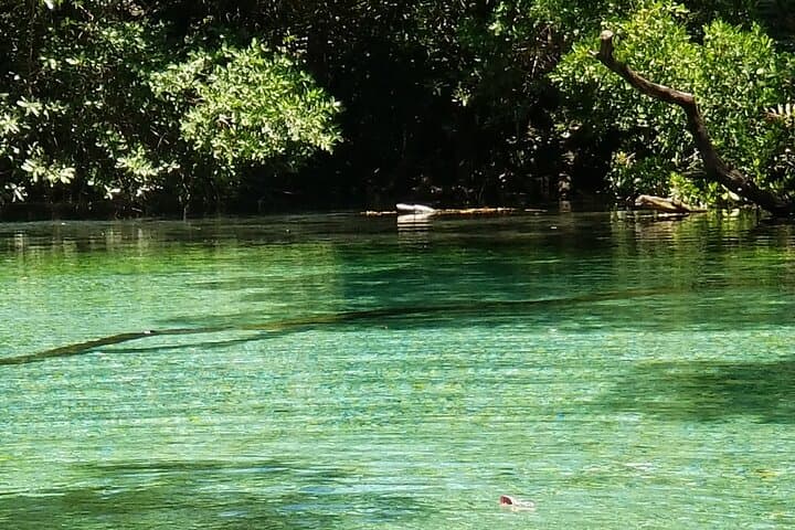 Oviedo Lagoon & Arroyo Salado: Pedernales Day Tour to Flamingos, Mud Baths & Ecological Wells photo 5