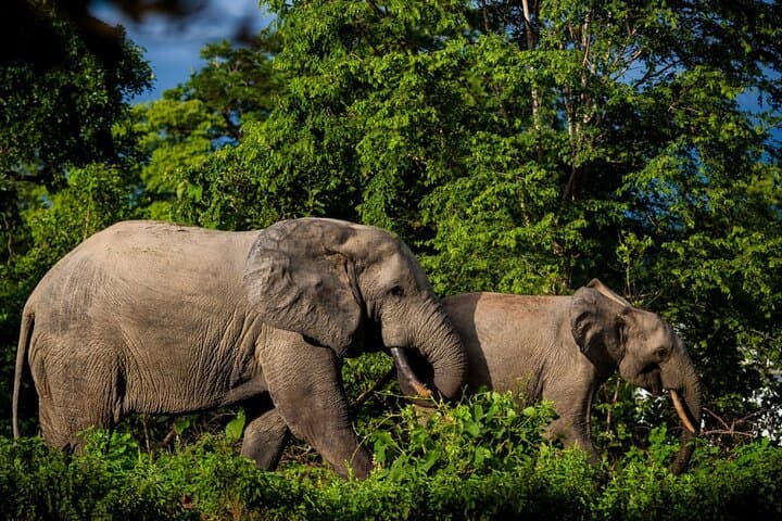 Luxury Safari at Zaina Lodge: 3-Day Mole National Park Experience photo 2