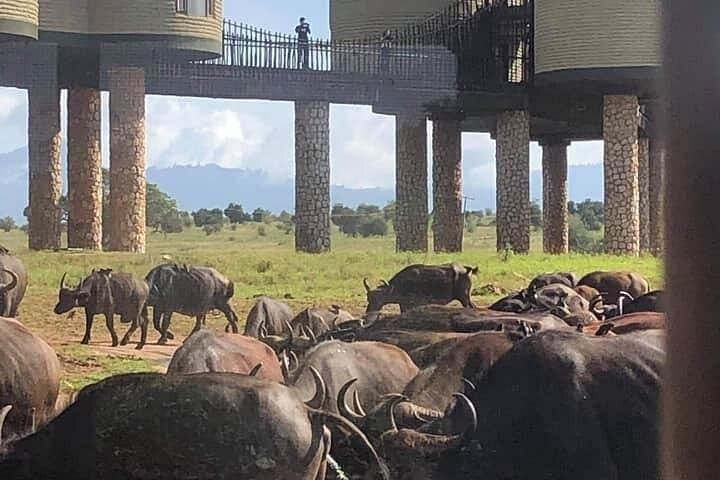 2-Day Taita Hills & Salt Lick Safari from Diani Beach — Game Drives, Lodge & Birding photo 4