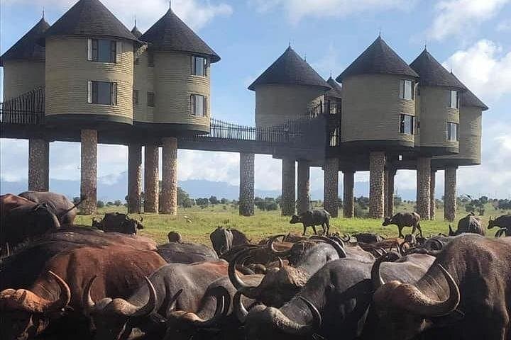 2-Day Taita Hills & Salt Lick Safari from Diani Beach — Game Drives, Lodge & Birding