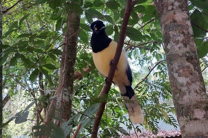 Iguazu Birding Explorer: Private Tour for Birdwatchers & Photographers photo 1
