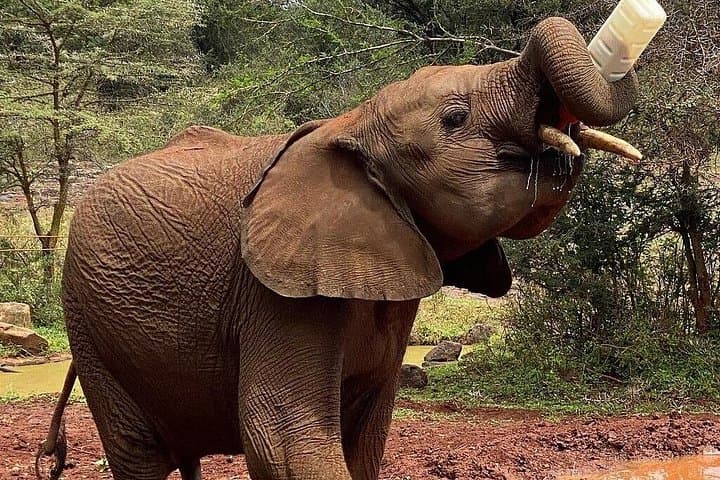 Morning at David Sheldrick: Elephant Orphanage Visit and Nairobi National Park Game Drive photo 3