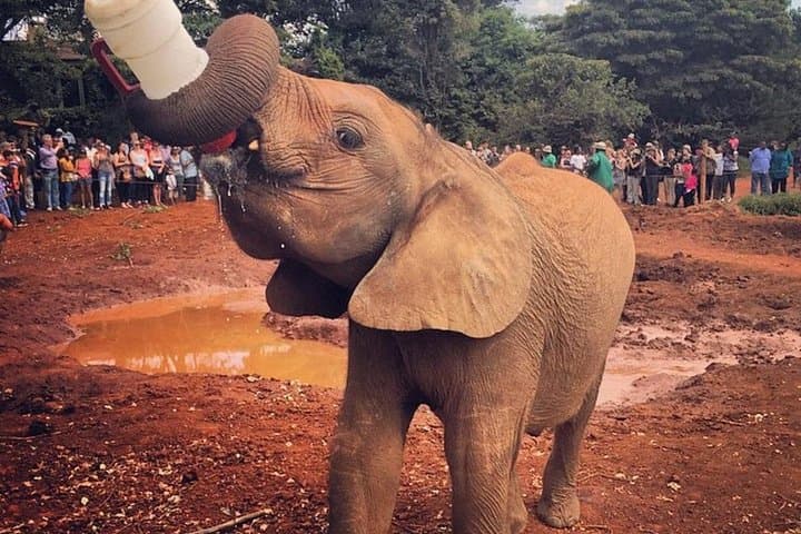Morning at David Sheldrick: Elephant Orphanage Visit and Nairobi National Park Game Drive photo 1