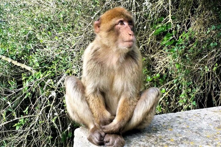 Gibraltar and Estepona: Private Day Trip from Marbella photo 2