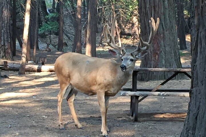 Yosemite Highlights Small Group Tour: Full-Day Guided Visit to Yosemite Valley & Glacier Point photo 5