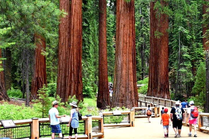 Yosemite Highlights Small Group Tour: Full-Day Guided Visit to Yosemite Valley & Glacier Point photo 3