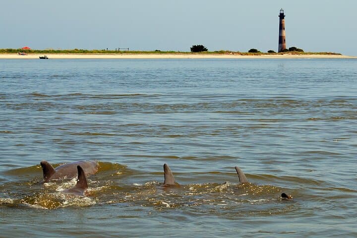 Charleston Eco Boat Cruise to Morris Island Lighthouse — Dolphins, Shells & Coastal Ecology photo 2
