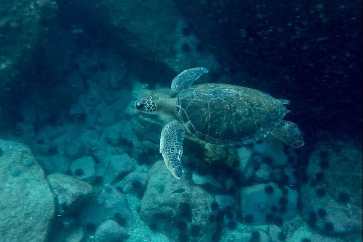 Snorkel Tijuca Islands: Whale Watching & Turtle Swim from Rio photo 6