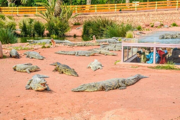 Agadir Crocoparc: Crocodile Park Admission with Round-Trip Shuttle photo 3
