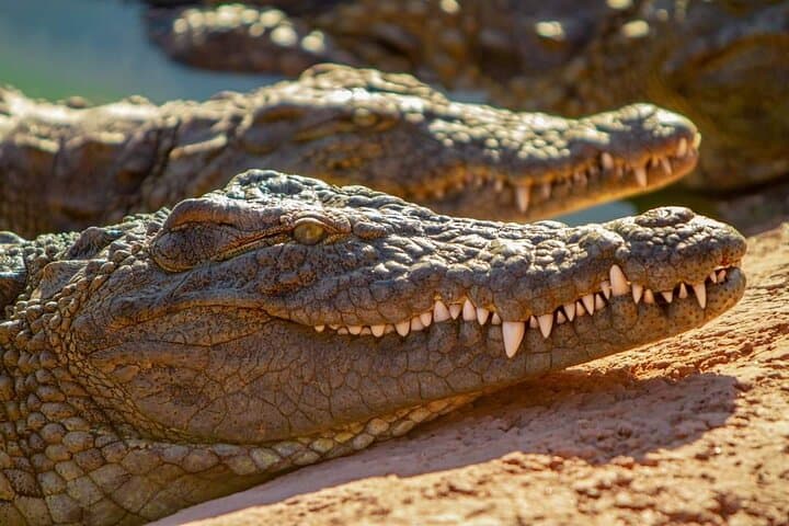 Agadir Crocoparc: Crocodile Park Admission with Round-Trip Shuttle