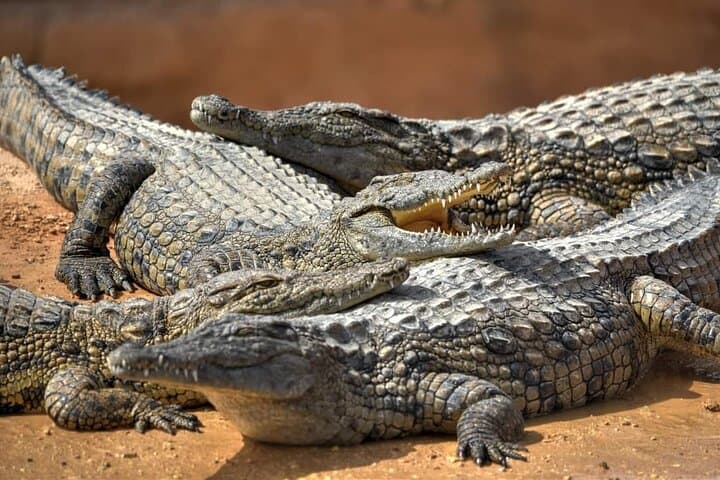 Agadir Crocoparc: Crocodile Park Admission with Round-Trip Shuttle photo 2