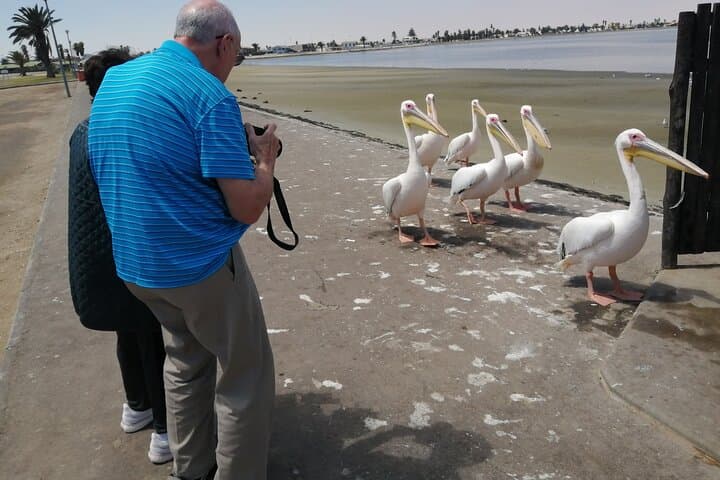 Walvis Bay Pelican Point & Dune 7: Lagoon Birding, Seal Colonies and Sandboarding photo 3