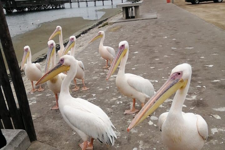 Walvis Bay Pelican Point & Dune 7: Lagoon Birding, Seal Colonies and Sandboarding photo 6