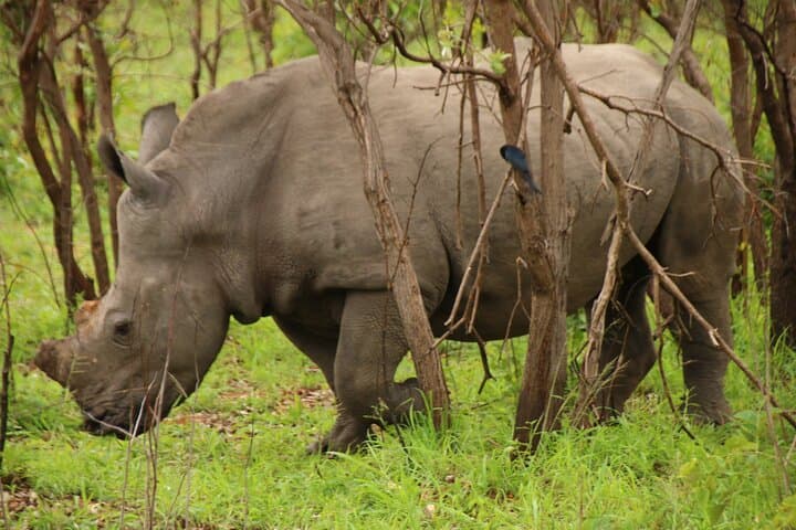 2-Night Private Kruger Safari and Panorama Route — Big Five & God’s Window photo 5