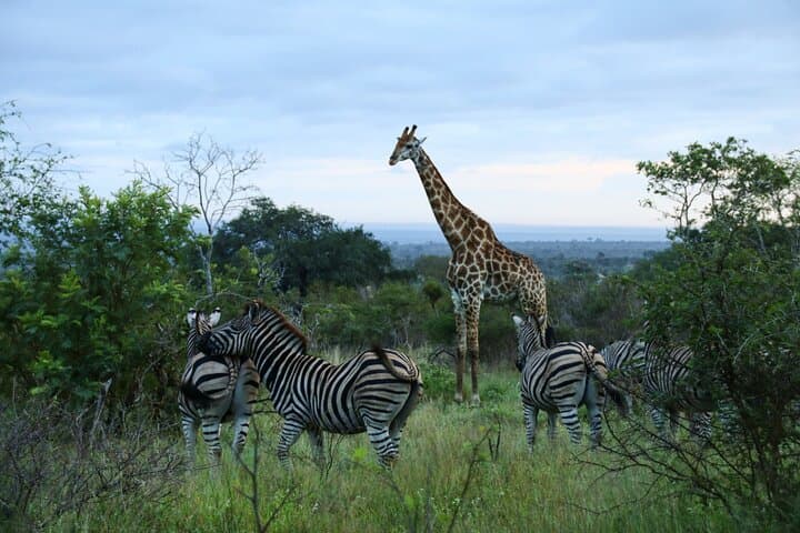 2-Night Private Kruger Safari and Panorama Route — Big Five & God’s Window photo 6
