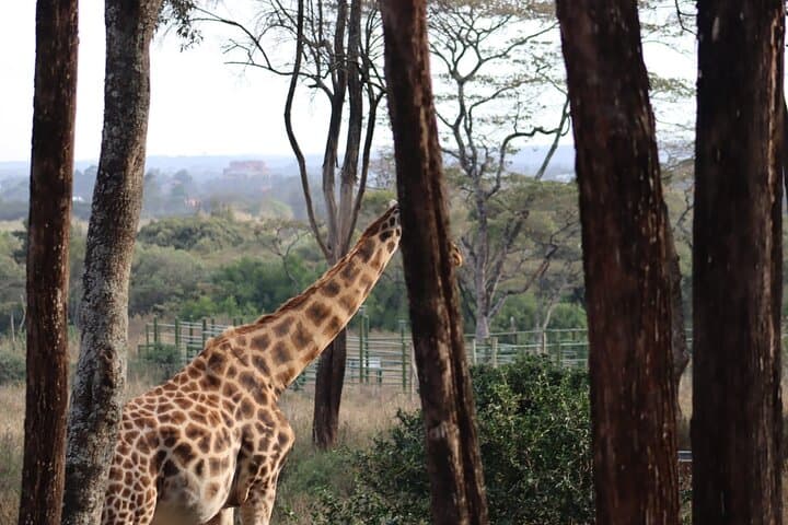 Nairobi City Tour and Giraffe Feeding: Ultimate Half-Day Experience photo 3