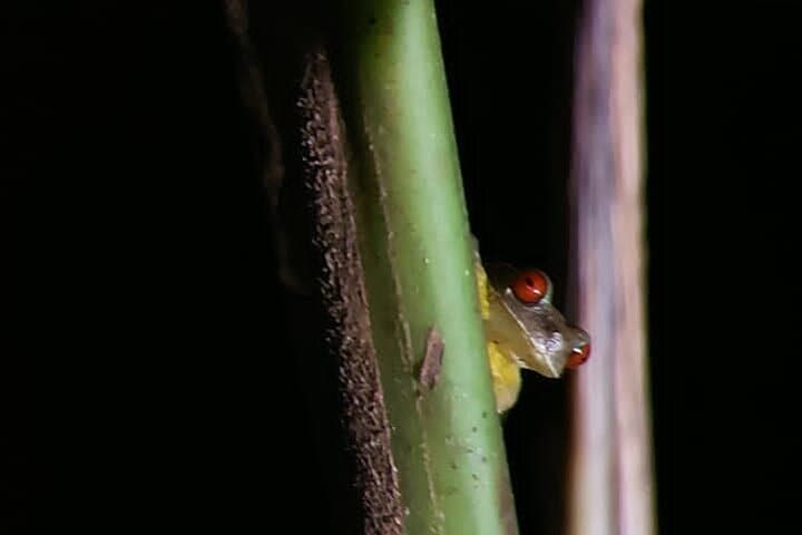 Monteverde Night Walk: Guided Nocturnal Wildlife Tour in the Refuge photo 3