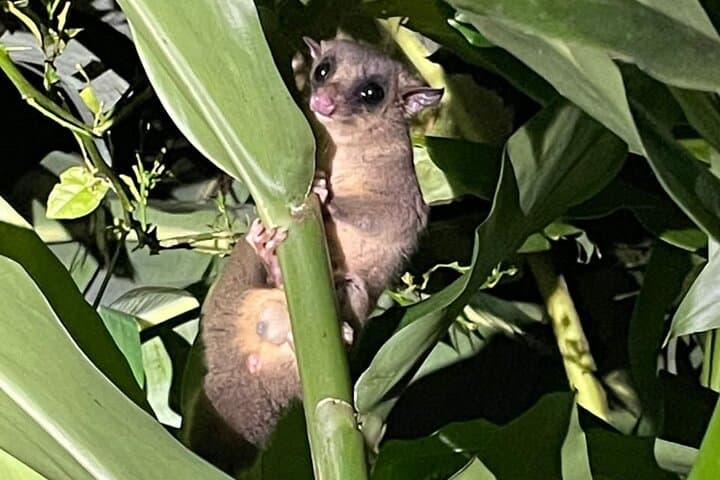 Monteverde Night Walk: Guided Nocturnal Wildlife Tour in the Refuge photo 6